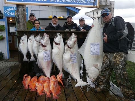 Homer Halibut Fishing Charters .